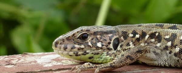 トカゲ トカゲ - Sputnik 日本