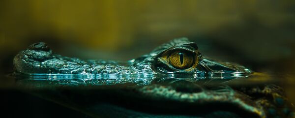 米国、ファストフード店の窓からワニを投げ込んだ男の裁判が行われる - Sputnik 日本