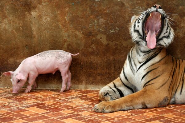 タイのシラチャトラ動物園、虎と豚 - Sputnik 日本