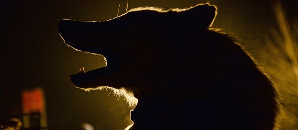 クマ - Sputnik 日本