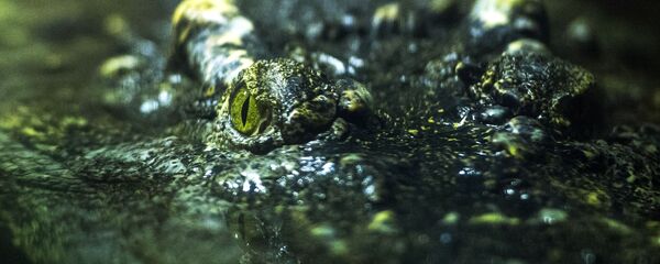 ワニ - Sputnik 日本