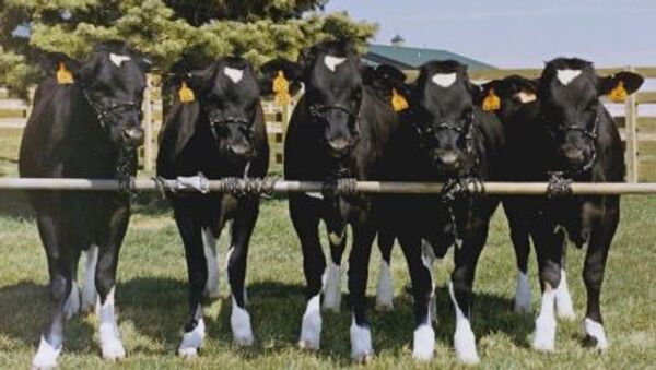 Клонированные коровы - Sputnik 日本