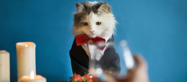 夕食(アーカイブ写真) 夕食(アーカイブ写真) - Sputnik 日本