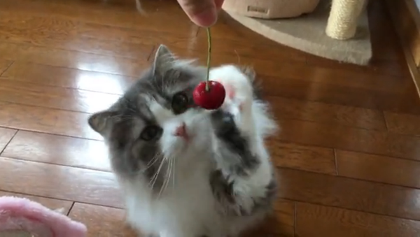 日本では動物も丁寧：可愛い猫がさくらんぼをそっと触る - Sputnik 日本