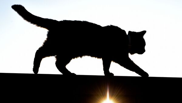 普通の猫がアカオオカミの赤ちゃん５匹を育てる - Sputnik 日本