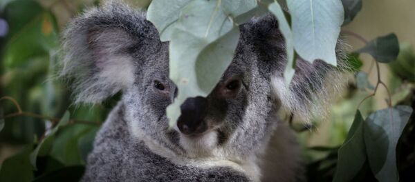 コアラ コアラ - Sputnik 日本