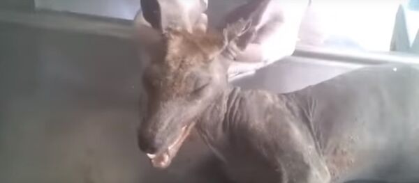 ウクライナ住人、奇妙な物体殺す(ビデオ) - Sputnik 日本