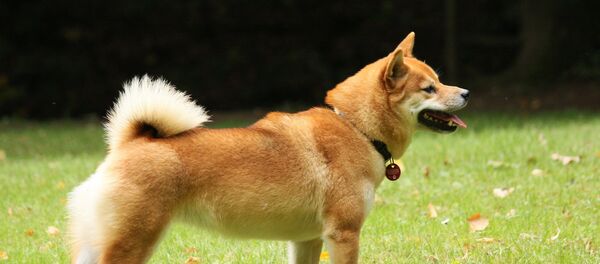 柴犬 - Sputnik 日本