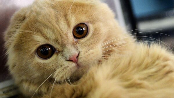 「モスクワの日」ロシアの英雄猫に賞が授与される - Sputnik 日本