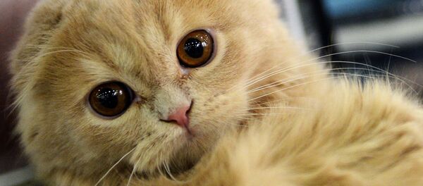 ネコ ネコ - Sputnik 日本