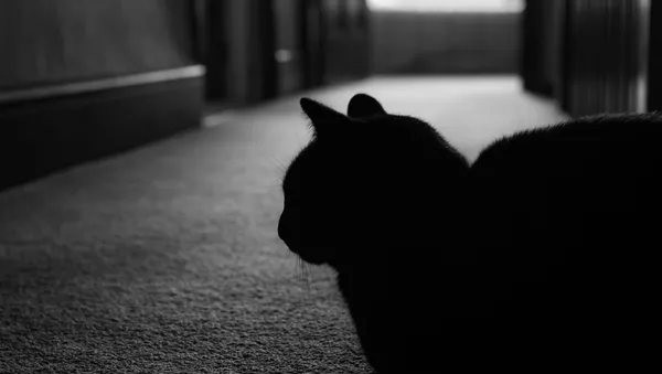 猫ニンジャ、主人の隣人から盗み働く、オーストラリア - Sputnik 日本