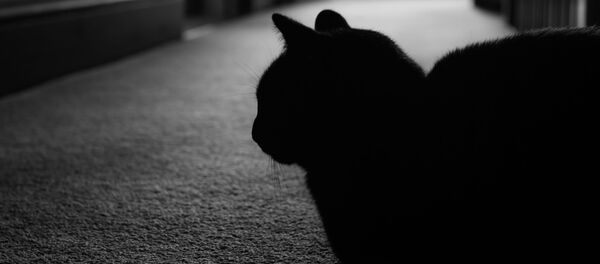 猫ニンジャ、主人の隣人から盗み働く、オーストラリア - Sputnik 日本