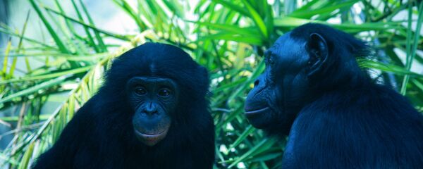 チンパンジー - Sputnik 日本
