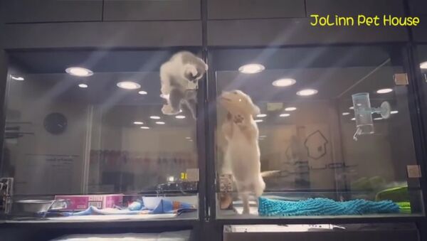 子猫と子犬の友情はガラスの壁もなんのその - Sputnik 日本