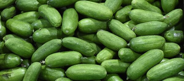 イングランドで、ギネス記録を上回る世界最長のキュウリが育つ - Sputnik 日本