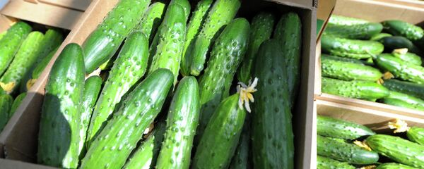 キュウリ キュウリ - Sputnik 日本