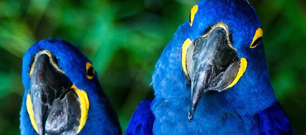 科学者ら、偶然から新しい青色を発見 - Sputnik 日本