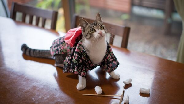 着物を着た猫 - Sputnik 日本