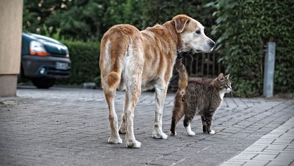 犬と猫 - Sputnik 日本