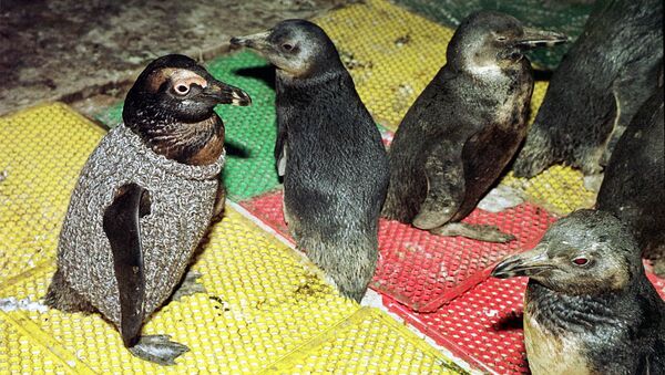 オーストラリアのおばあちゃんが編んだセーターが石油汚染からペンギンを守る - Sputnik 日本