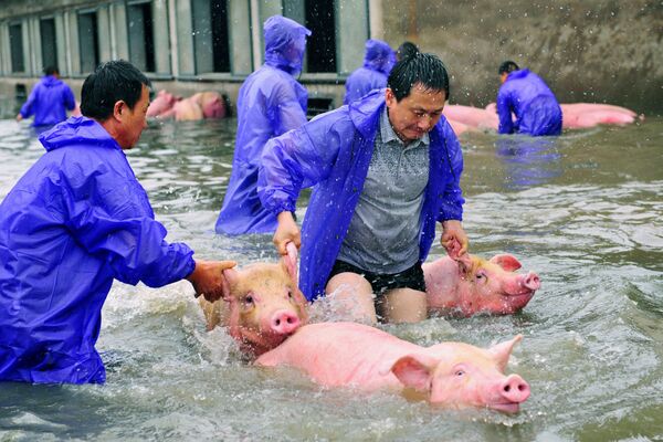 洪水時に豚を救出する農場労働者達　中国・ルーアンで。 - Sputnik 日本