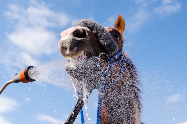 レースの後、シャワーを浴びる馬　ハンブルグで。 - Sputnik 日本