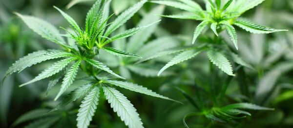 マリファナ - Sputnik 日本