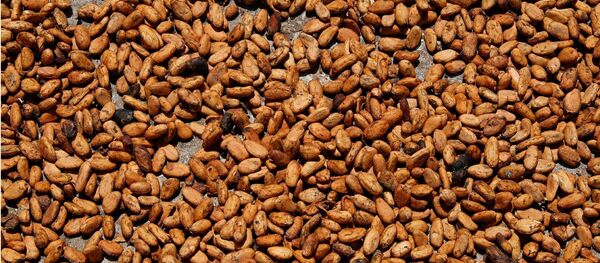 ココア ココア - Sputnik 日本