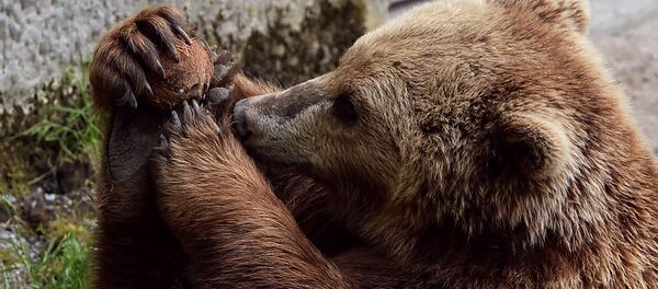 アラスカ　腹ペコ熊が子供の誕生日の御馳走とケーキをすべてペロリ - Sputnik 日本