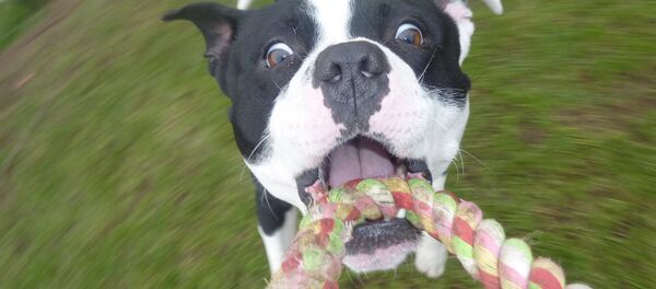 家の中で飼う動物は、子供のアレルギーや肥満のリスクを減らす 家の中で飼う動物は、子供のアレルギーや肥満のリスクを減らす - Sputnik 日本