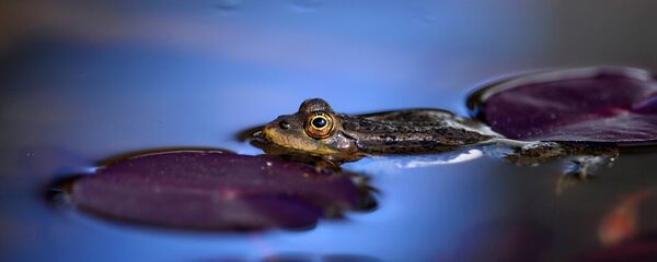 蛙 蛙 - Sputnik 日本