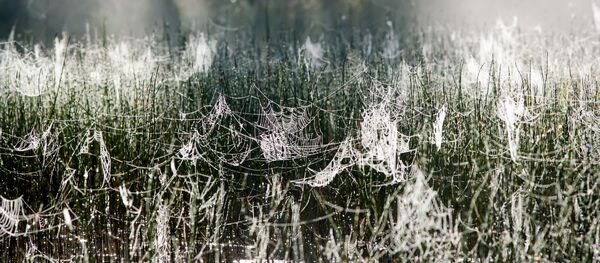 豪州で「Pokemon Go」に夢中で巨大な蜘蛛の巣にかかっちゃった - Sputnik 日本