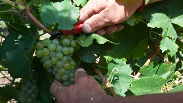 中国　ワイン用ブドウ栽培面積でフランスを抜く - Sputnik 日本