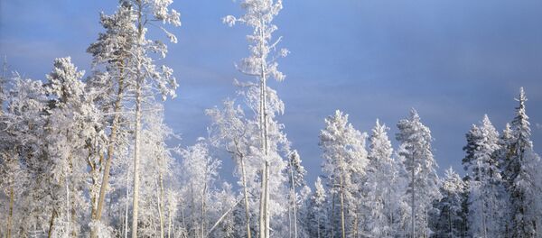 シベリアの冬 - Sputnik 日本