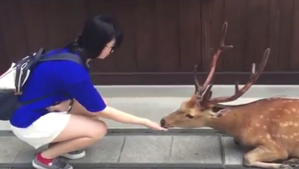 礼儀正しい日本の鹿、旅行者にご馳走を感謝 - Sputnik 日本