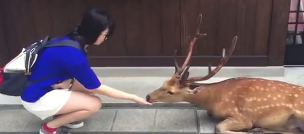 礼儀正しい日本の鹿、旅行者にご馳走を感謝 - Sputnik 日本