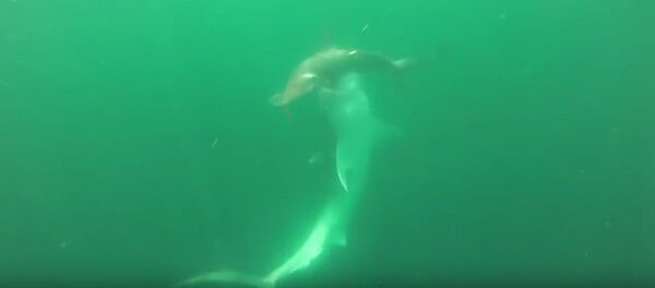 イタチザメとシュモクザメの戦い - Sputnik 日本