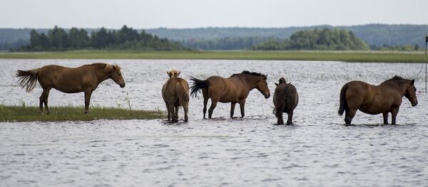 狂気の沙汰　フロリダで野生馬がワニを襲う【動画】 - Sputnik 日本