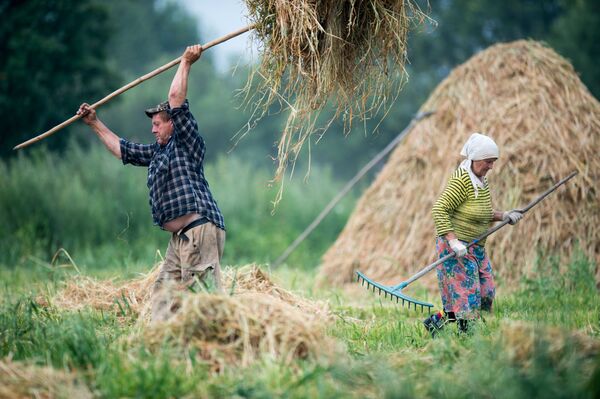 乾草の準備をする人達　オムスク州ボブロフカ村で。 - Sputnik 日本