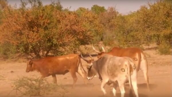 アフリカ、ライオン対策で牛の目に大きく描いた - Sputnik 日本