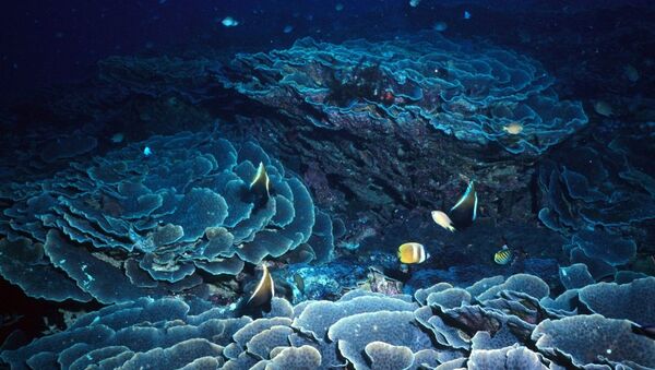 未知の生命体が太平洋海底で発見される - Sputnik 日本