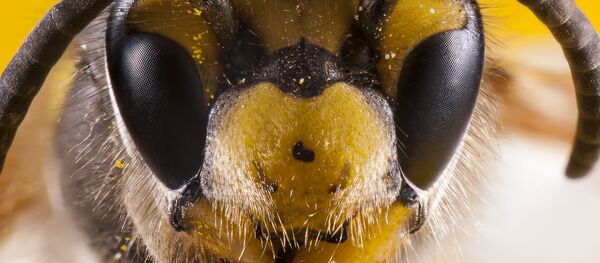 モスクワ動物園で巨大虫ロボット展示へ - Sputnik 日本