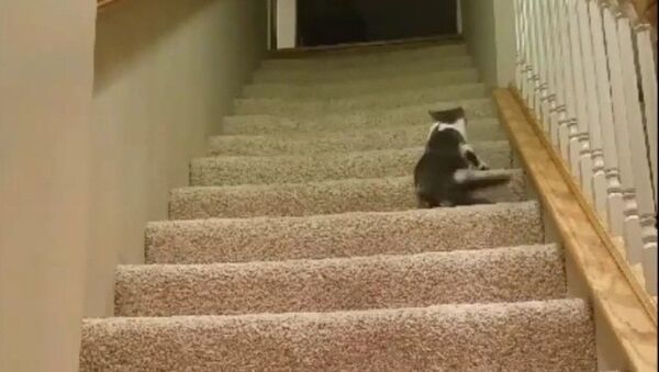 見事な決意：下半身が麻痺した猫が階段をのぼる - Sputnik 日本