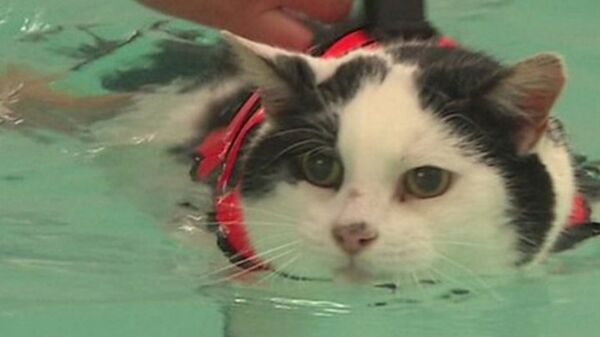 英国でぽっちゃり猫が水泳ダイエット - Sputnik 日本