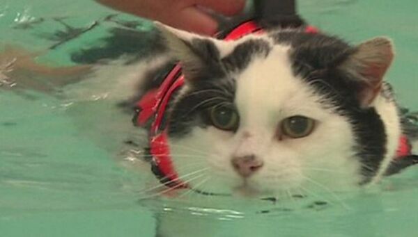 英国でぽっちゃり猫が水泳ダイエット - Sputnik 日本
