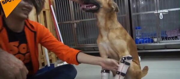 タイのセンチメンタルな物語 - Sputnik 日本