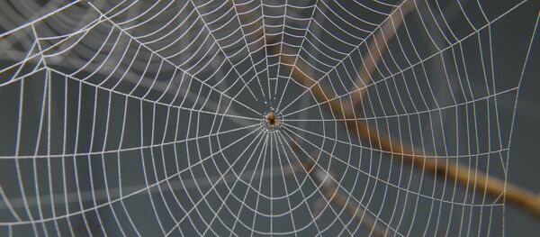 学説：家が裕福なほど、中には虫がより多くいる - Sputnik 日本