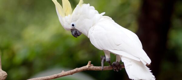 オウム - Sputnik 日本