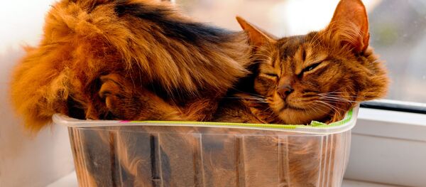 猫 - Sputnik 日本