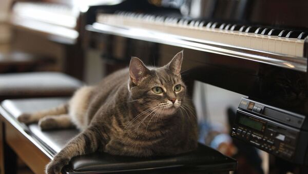 トルコの猫が音楽への愛でＳＮＳを魅了する - Sputnik 日本